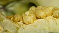 Extreme close up shot of bell pepper seeds