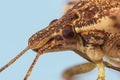 Brown marmorated stink bug, Halyomorpha halys Royalty Free Stock Photo