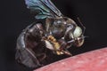 Extreme close up shot of the carpenter bee