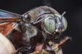 Extreme close up shot of the carpenter bee