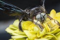 Extreme close up shot of the carpenter bee