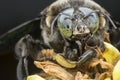 Extreme close up shot of the carpenter bee
