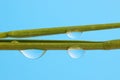 Clear water droplets on grass blades Royalty Free Stock Photo