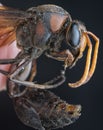 Close shot of red black hornet Royalty Free Stock Photo