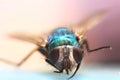 close up shot of Fly on book Royalty Free Stock Photo