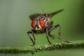 Close up shot of Fly on a plant Royalty Free Stock Photo