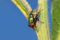 Close up shot of Fly on plant Royalty Free Stock Photo