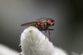 Close up shot of Fly on a plant Royalty Free Stock Photo