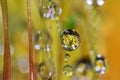 Fresh moss growth with water drops created multiple images using focus stack techniques