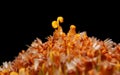 Close up shot of Gerbera Daisy flower inside details