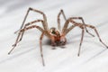 Close up shot of Hobo Spider on floor