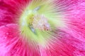 Extreme close up shot of Hollyhock flower