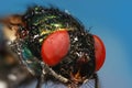 Extreme close up shot of house fly Royalty Free Stock Photo