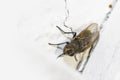 Close up shot of fly on a white wall Royalty Free Stock Photo