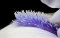 Extreme close up shot of Iris flower details Royalty Free Stock Photo