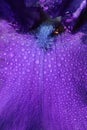 Close up shot of Iris flower with water drops Royalty Free Stock Photo