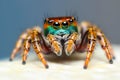 : Extreme close up shot of Jumping Spider front view