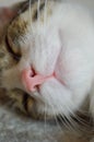 Close-up shot of a kitten sleeping.