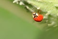 Close up shot of Lady bug on a leaf Royalty Free Stock Photo