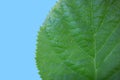 Extreme close up shot of leaf Royalty Free Stock Photo