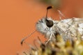 Moth on a flower collecting pollen