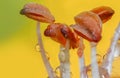 Extreme close up shot of pollen of day lily flower Royalty Free Stock Photo