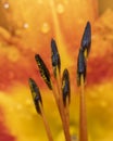 Pollen and stamen in Lily flower Royalty Free Stock Photo