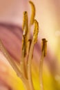 Pollen and stamen of Lily flower Royalty Free Stock Photo