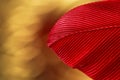 Red bird feather against gold background Royalty Free Stock Photo