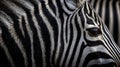 Striking Zebra Stripes Close Up With Detailed Fur Texture Royalty Free Stock Photo