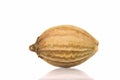 Extreme close up shot of single Coriander seed on white background Royalty Free Stock Photo