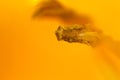 Close up shot of single pollen and stamen Royalty Free Stock Photo