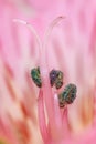 Close up shot of stamen in Alstroemeria flower Royalty Free Stock Photo
