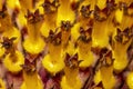 Extreme close up shot of Sunflower seed details Royalty Free Stock Photo