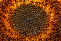 Extreme close up shot of Sunflower seeds Royalty Free Stock Photo