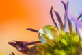 Extreme close up shot of water droplet on a flower