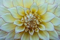 Extreme close up shot of Dahlia flower details Royalty Free Stock Photo