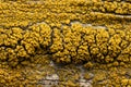 Yellow fungus on wood post