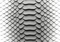 Detailed close-up texture of gray python snake skin scales pattern isolated on transparent background Royalty Free Stock Photo