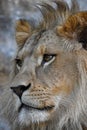 Extreme close up side portrait of African lion Royalty Free Stock Photo