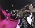 Extreme close up of a Silver Spotted Skipper Butterfly Epargyreus clarus feeding on a pink flower