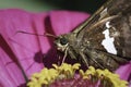 Extreme close up of a Silver Spotted Skipper Butterfly (Epargyreus clarus) feeding on a pink flower. Royalty Free Stock Photo