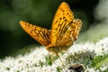 Extreme close up of a Silver Washed Fritillary butterfly on a white flower Royalty Free Stock Photo