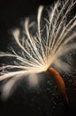 Extreme close-up of a single dandelion seed lit with soft light Royalty Free Stock Photo