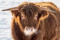 Extreme Close-up of Single Scottish Highland Young Bull in Winter