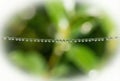 Spiderweb Thread Adorned with Dew Drops like Pearls. Nature Macro. Royalty Free Stock Photo