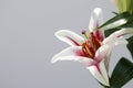 An Extreme Close-Up of a Single Tiger Lilly with Copy Space on the Left Side.