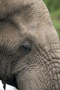 Extreme close up Skin and Eye of African Elephant Royalty Free Stock Photo