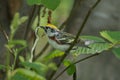 Chestnut sided warbler bird with birch tree bark material for its nest construction