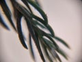 Extreme close-up of small spike leafs of tree branch